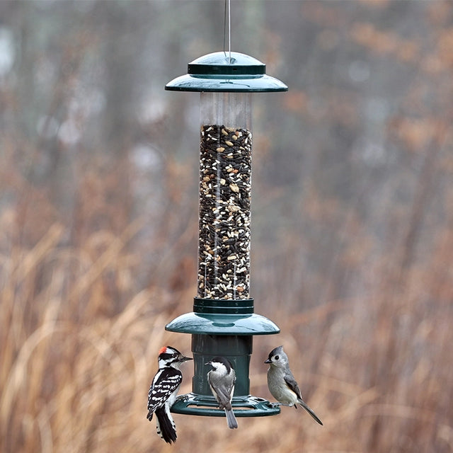 Brome Squirrel Buster Evolution feeder with mixed seeds, hosting a Downy Woodpecker, Chickadee, and Tufted Titmouse, showing its squirrel-resistant design and bird-friendly features.