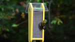 Duncraft Fancy Finch Nyjer® Bird Feeder