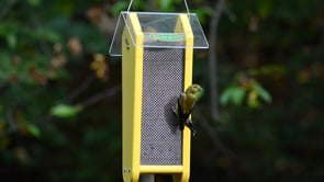 Duncraft Fancy Finch Nyjer® Bird Feeder