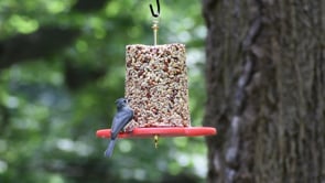 Duncraft All Birds Seed Cylinder Bird Feeder