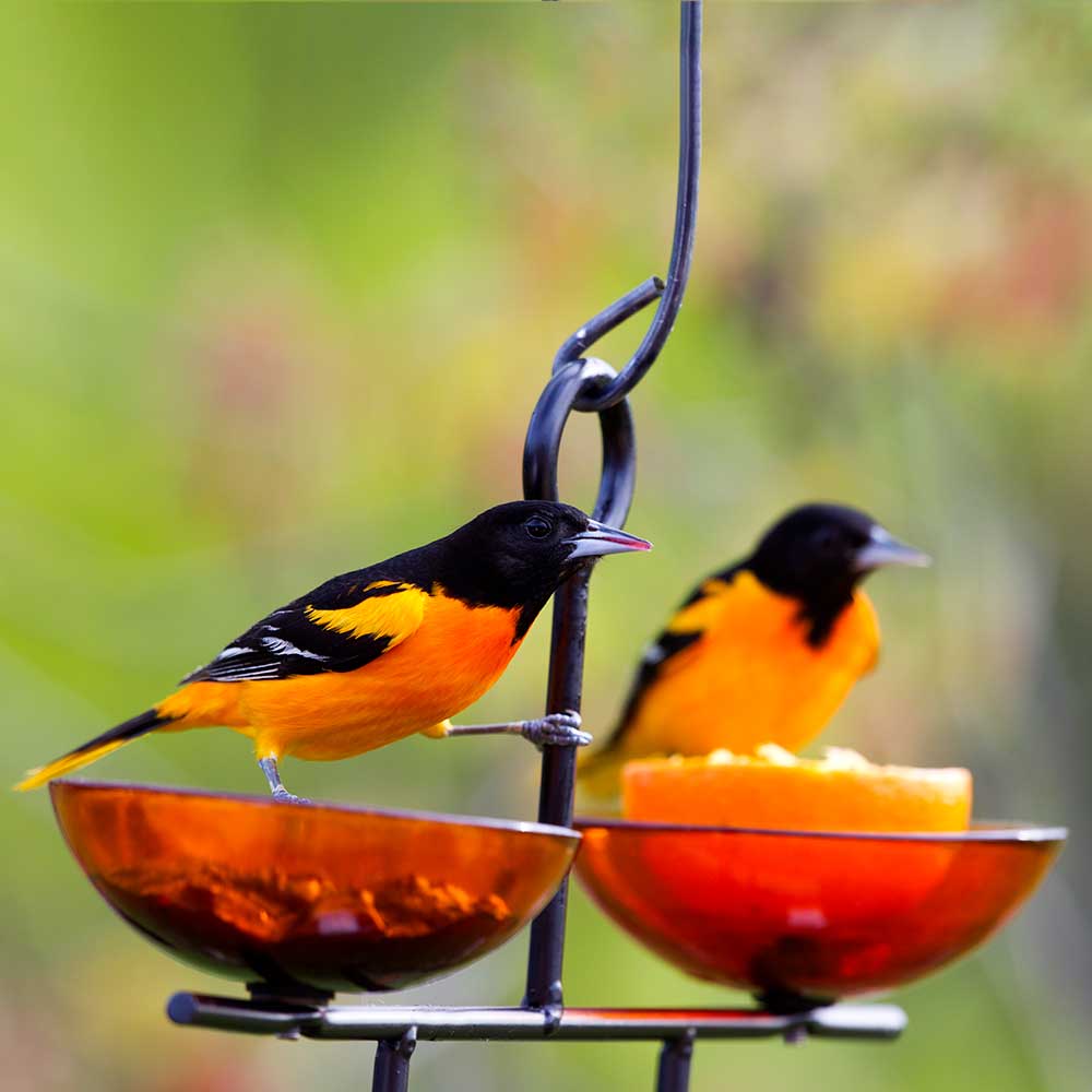 Mosaic Birds Side by Side Poppy Feeder with two birds perched on translucent dishes, showcasing the product's functionality and design for bird watching.