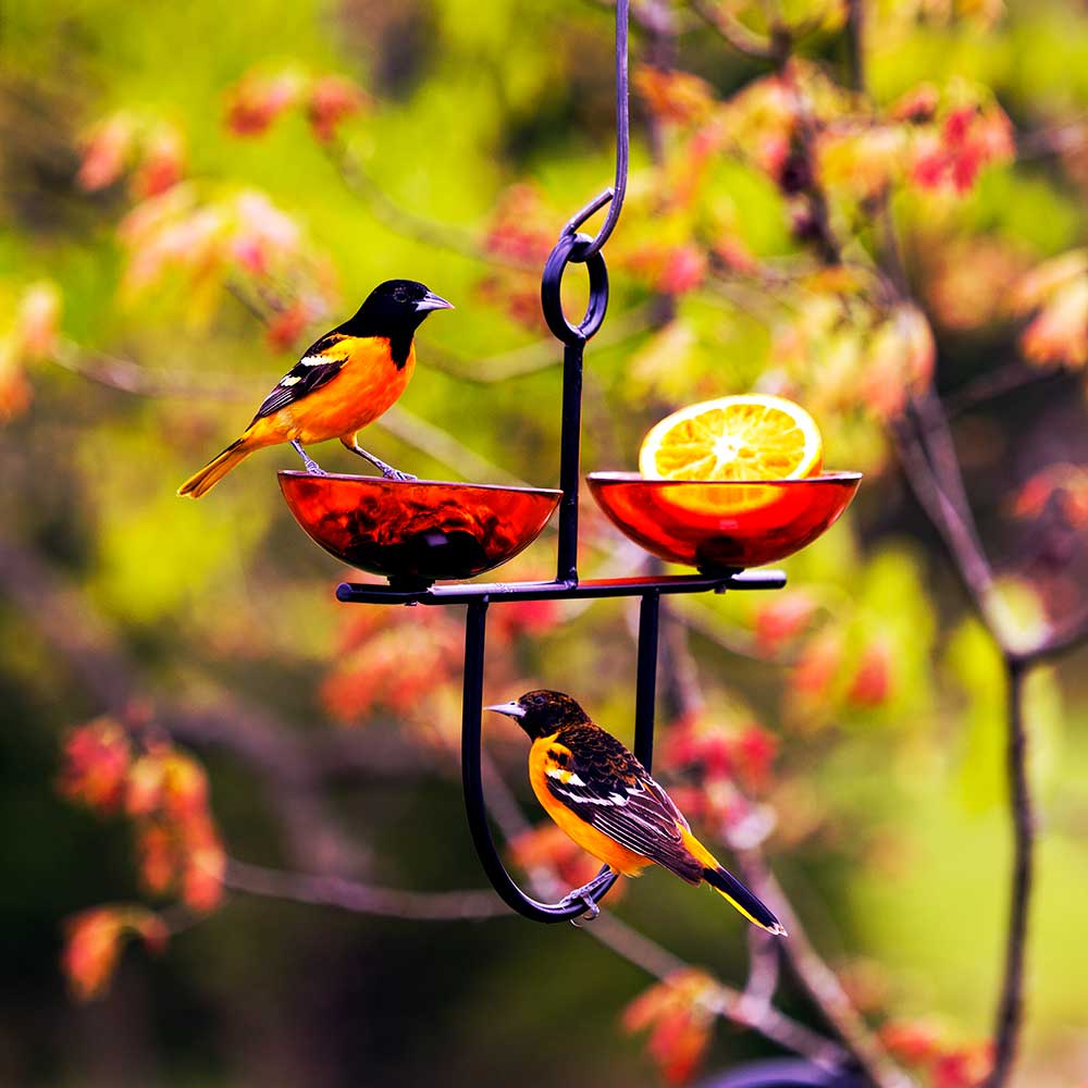 Mosaic Birds Side by Side Poppy Feeder with orange slices, featuring dual red glass dishes and a metal hanger for attracting birds.