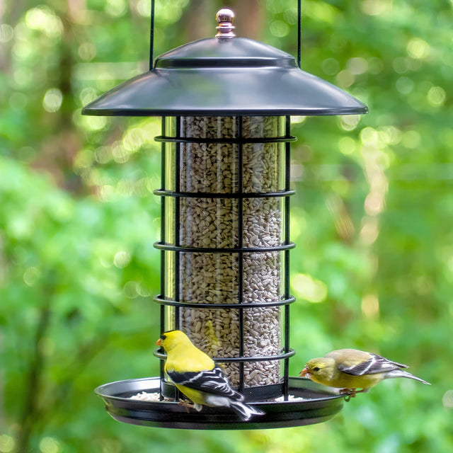 Modern Farmhouse Metal & Glass Tube Feeder with sunflower seeds, featuring two goldfinches on its tray, showcasing a sleek black finish and copper accent.