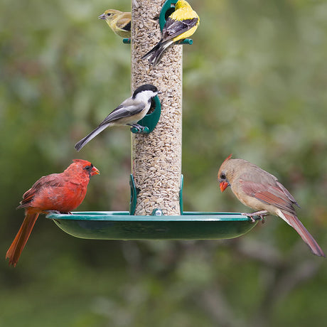 Seed Trays for Tube Feeders
